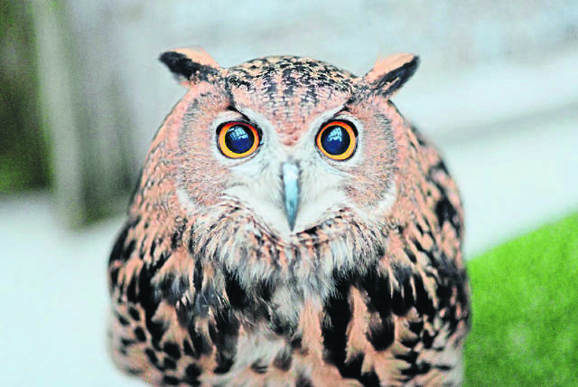 3103730_web1_Eurasian-Eagle-Owlet.Faix.10.7.13---Copy