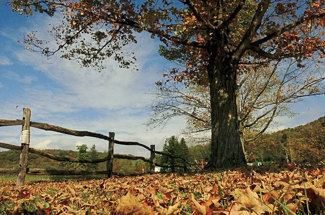 3107283_web1_gtr-liv-fallfoliage-381-092720