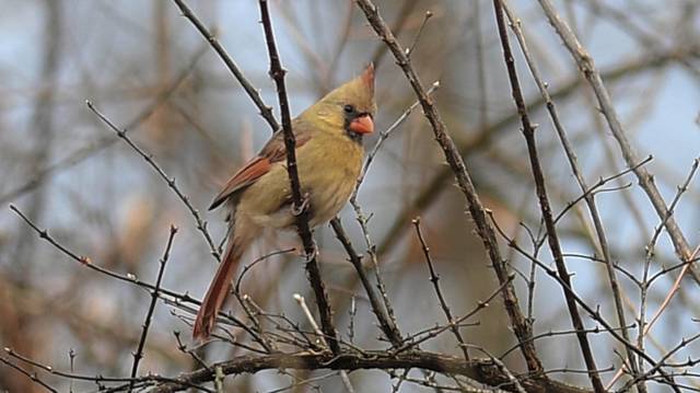 3107468_web1_VND-CardinalBirds-011120