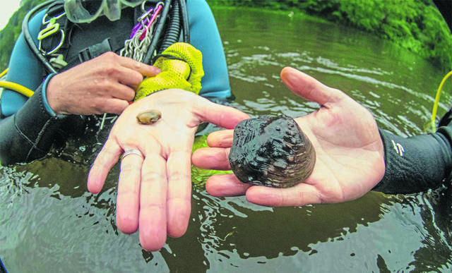 3118537_web1_VND-KiskiMussels2-091220