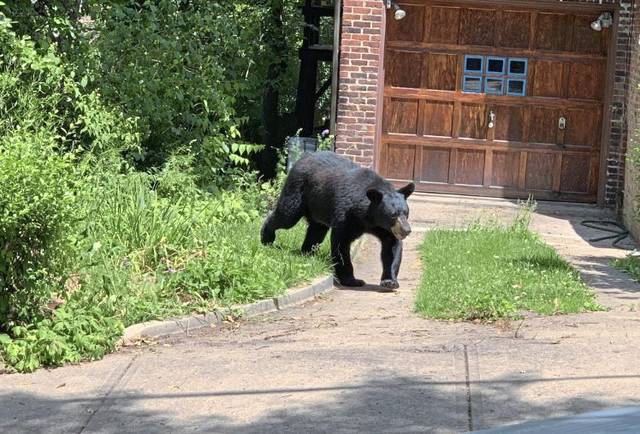 3129939_web1_ptr-HighlandParkBear-061720