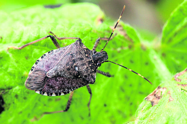 3140728_web1_gtr-stinkBug-100420