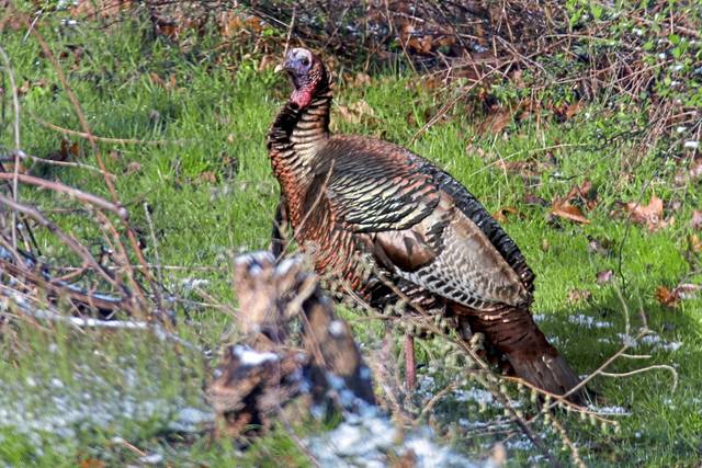 3163008_web1_ptr-turkeyhunting-102620
