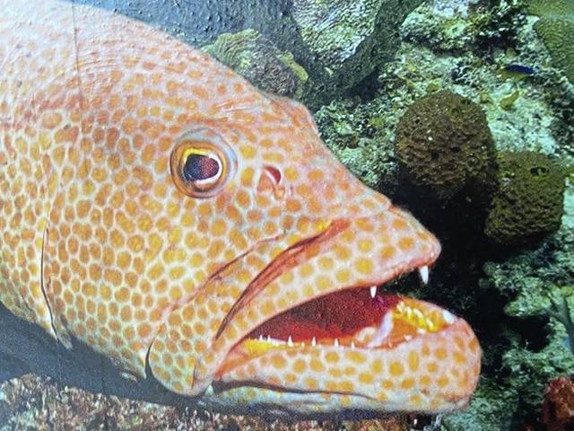 3165473_web1_PTR-FISH-2