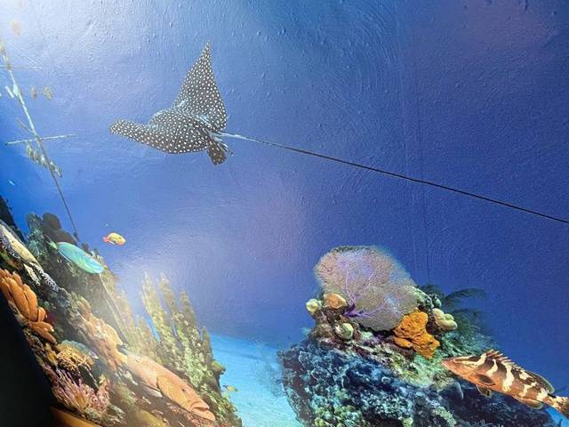 3165473_web1_ptr-fish-6