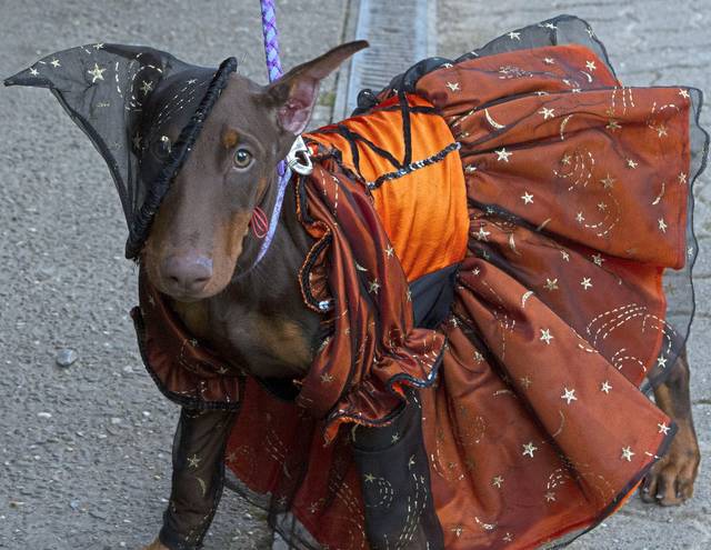 3168542_web1_gtr-dogcostumes3-102820