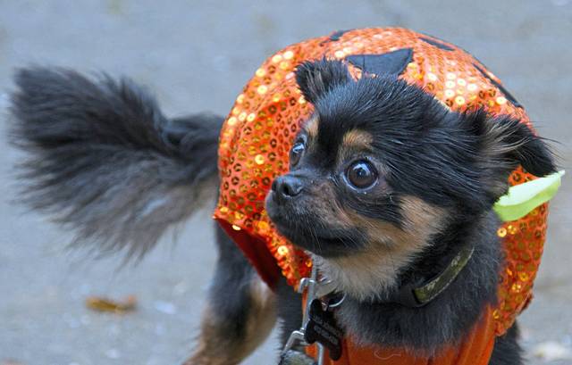 3168542_web1_gtr-dogcostumes4-102820
