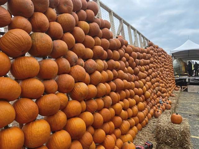 3171669_web1_PTR-MONSTERPUMKINS-1
