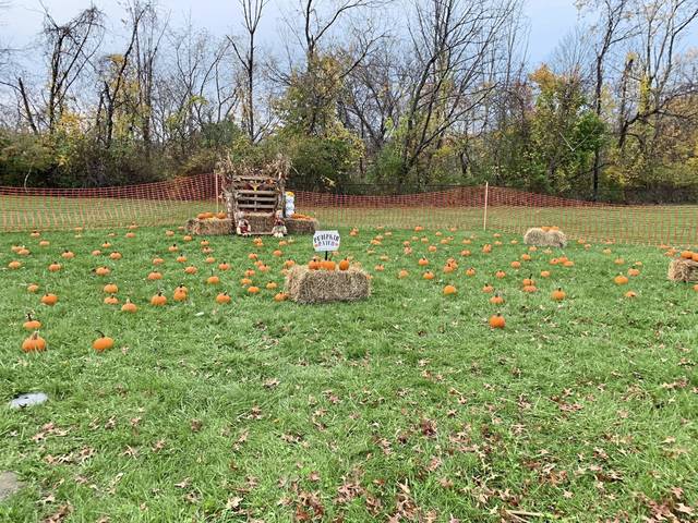 3176475_web1_te-pumpkinpatches03-110520