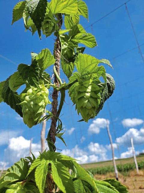 3216926_web1_gtr-VetUnityHops5-111120