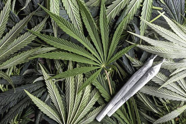 3226199_web1_marijuana