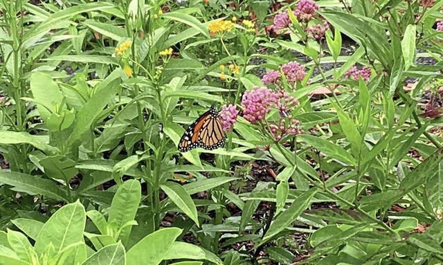3227702_web1_ms-LO-butterflies1_080918