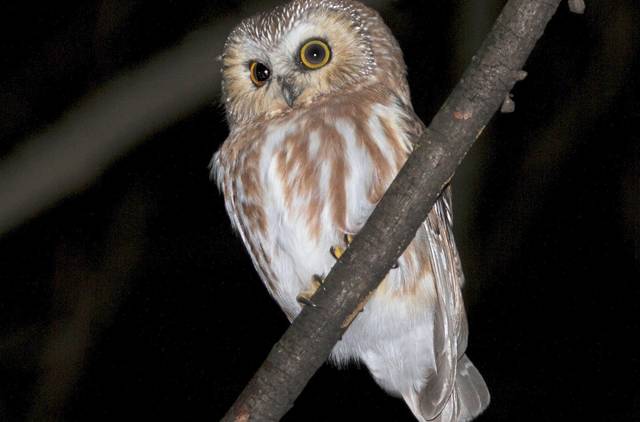 3252912_web1_vnd-sawWhetOwl4-112020