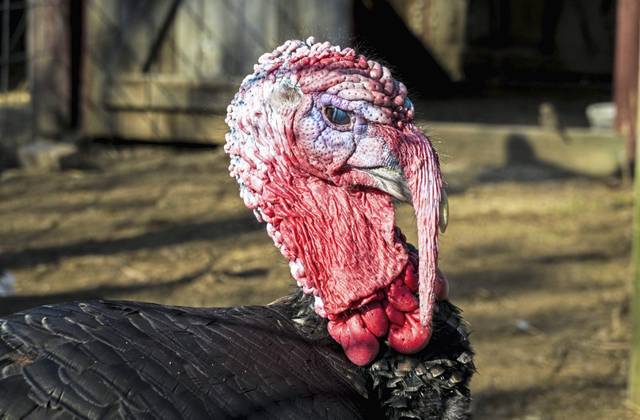 3270375_web1_Turkey1