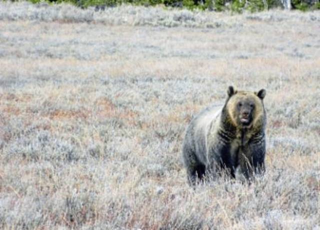 3264396_web1_Grizzly