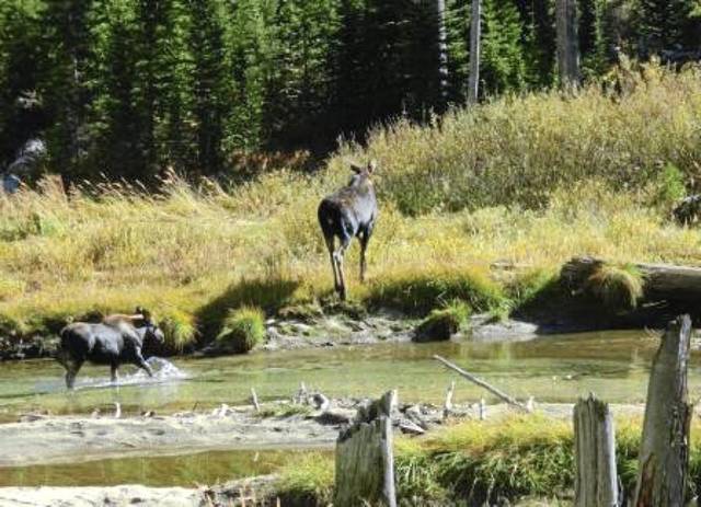 3264396_web1_Moose2