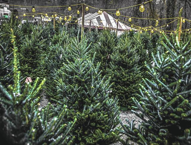 3287678_web1_web-christmastree