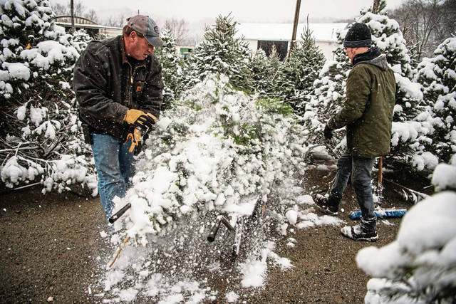 3294806_web1_GTR-ChristmasTrees-3-120320