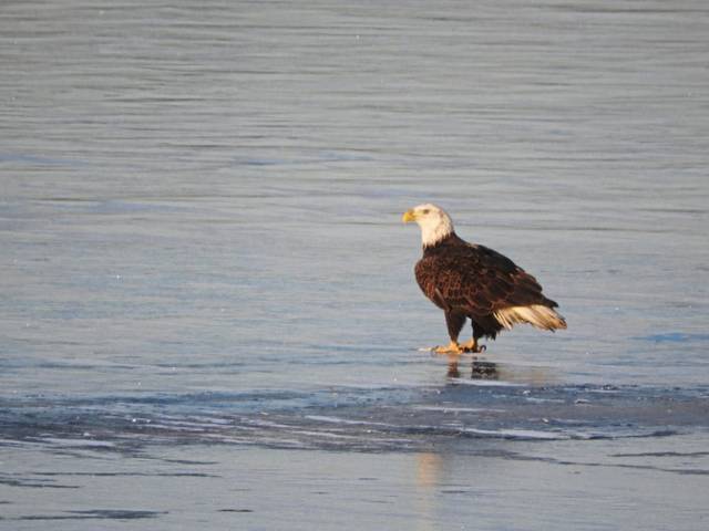 3323646_web1_vnd-eagleFest-121220