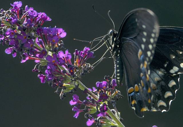 3343005_web1_vnd-lo-butterflyfeature1-081120