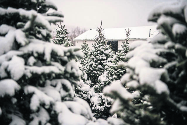 3356006_web1_GTR-ChristmasTrees-8-120320