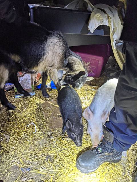 3359582_web1_ptr-HomewoodFarmAnimals1-122420