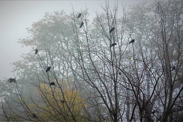 3376928_web1_WEB-crows