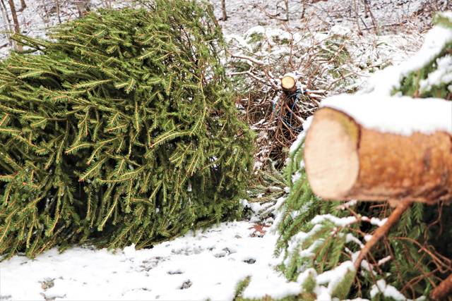 3378206_web1_WEB-Christmas-tree-recycling-3