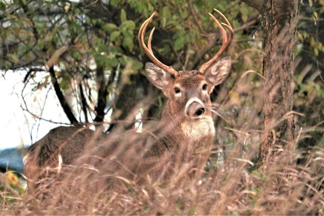 3393187_web1_WEB-deer-buck-local