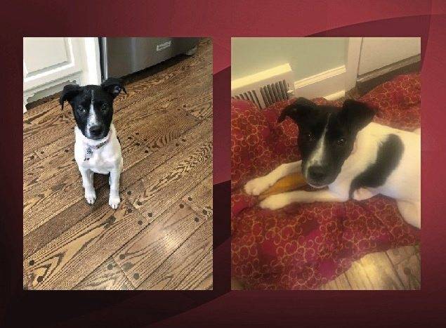 3396129_web1_PTR-missingdog-010621