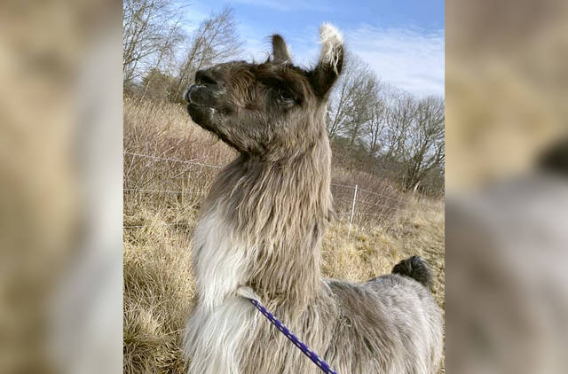 3396254_web1_ptr-llamahighway-010721