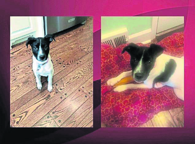 3404633_web1_PTR-missingdog-010621