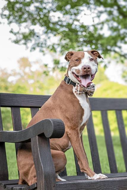 3411506_web1_ptr-petcalendar-arthur
