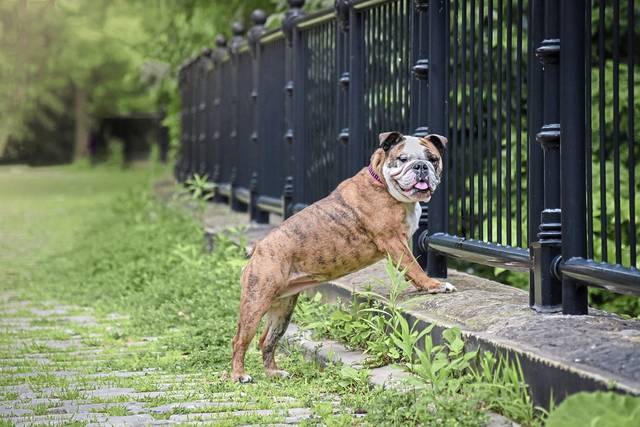 3411506_web1_PTR-PetCalendar-Beatrice