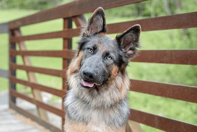3411506_web1_PTR-PetCalendar-Dante