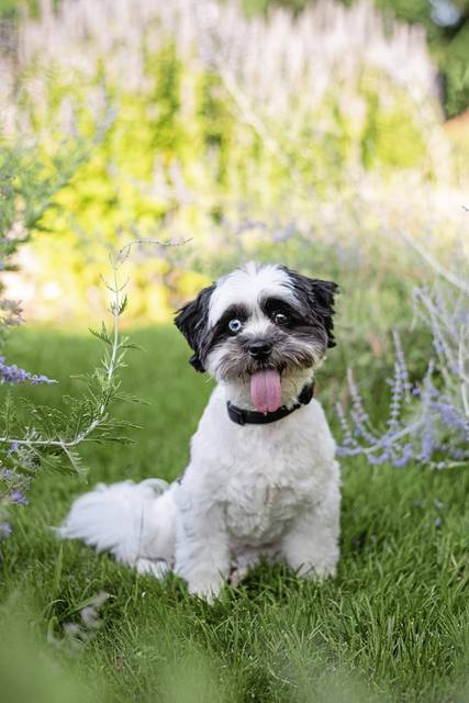 3411506_web1_PTR-PetCalendar-Finley