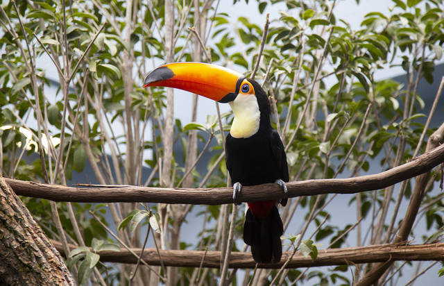 3451402_web1_NationalAviary.TocoToucan.LindseyShuey