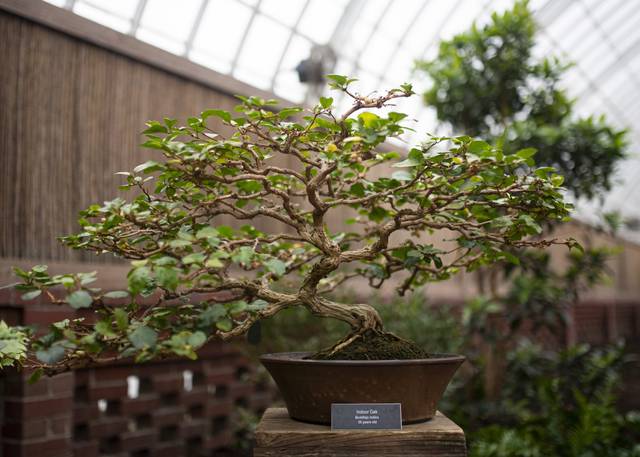 3470979_web1_PTR-OrchidBonsai023-012721