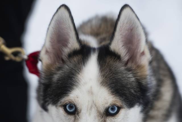3489995_web1_gtr-SledDogs1-020521