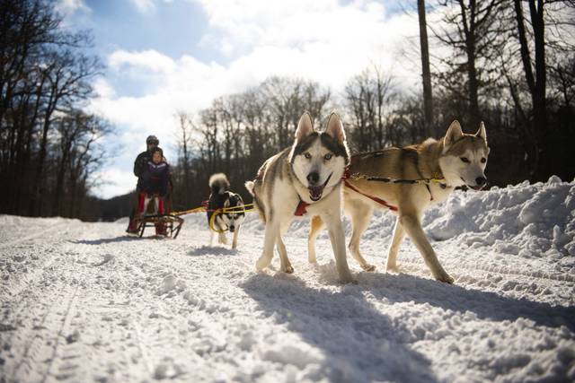 3489995_web1_gtr-SledDogs5-020521