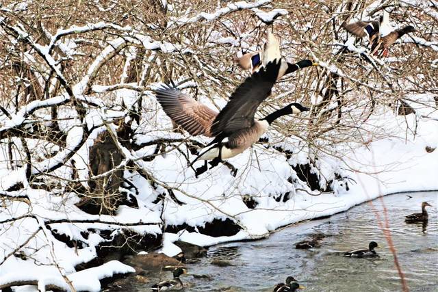 3493922_web1_hj-lo-ColdDuck3-021121