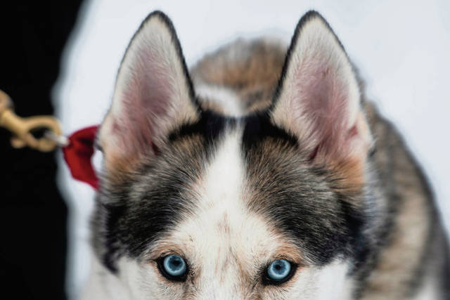 3497398_web1_gtr-SledDogs1-020521
