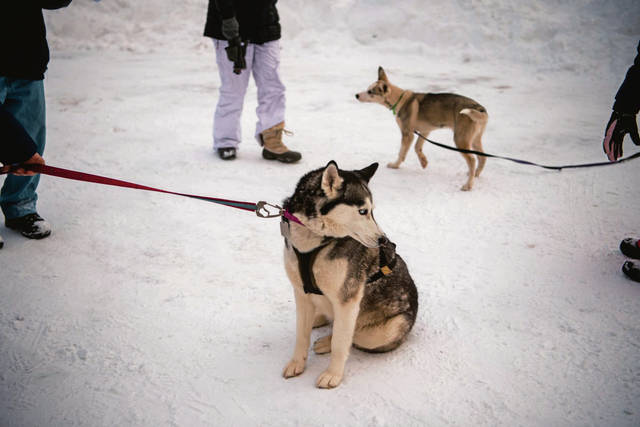 3497398_web1_gtr-SledDogs2-020521