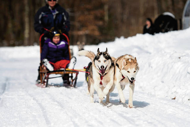 3497398_web1_gtr-SledDogs6-020521