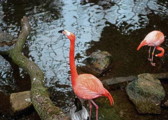 3570502_web1_PTR-Flamingo002-022421