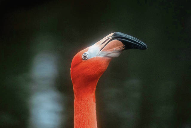 3570502_web1_PTR-Flamingo005-022421