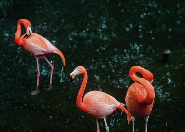 3570502_web1_PTR-Flamingo010-022421