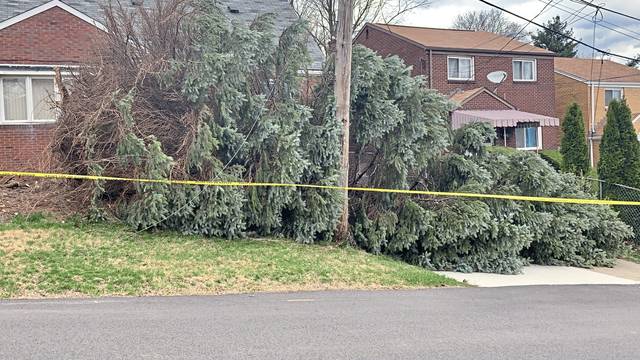 3678628_web1_ptr-treedown01-032721