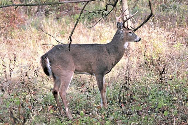 3704237_web1_WEB-deer-buck