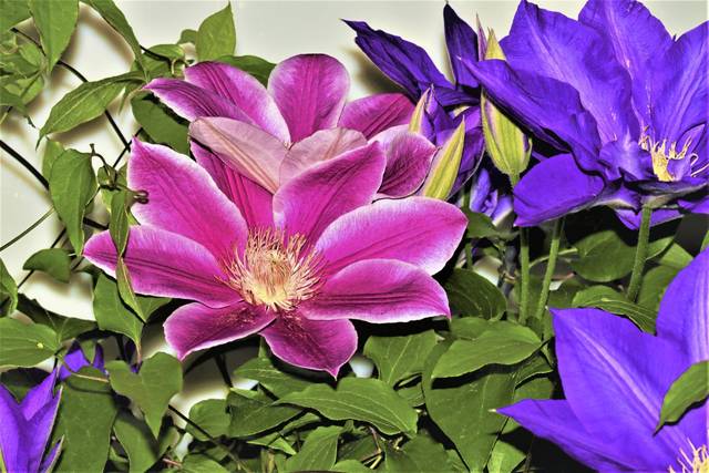 3719050_web1_WEB-flower-clematis 3719050_web1_WEB-flower-clematis